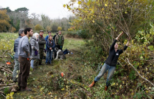 Wood fuel from hedges